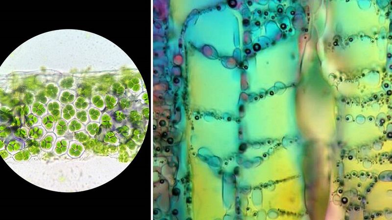 Obiekty fotografowane z bliska zyskują wartość artystyczną. Minerały i rośliny pod mikroskopem