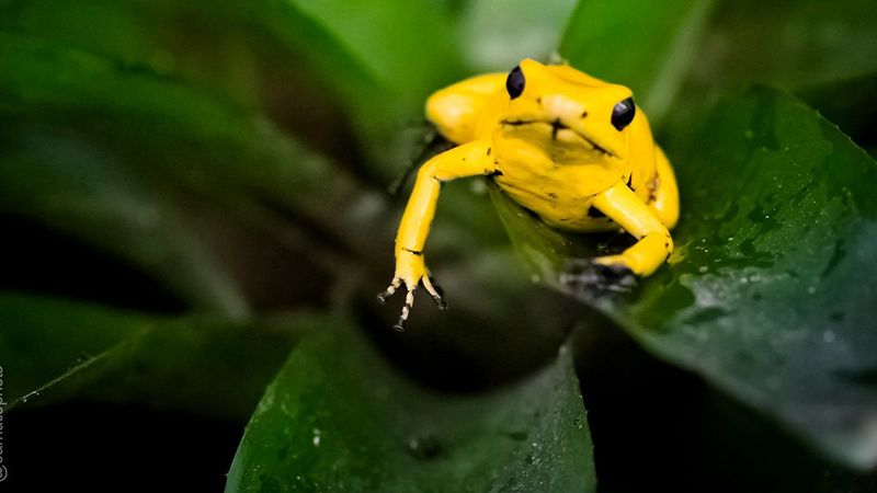 Ta niepozorna żaba to jedno z najbardziej toksycznych stworzeń na naszej planecie