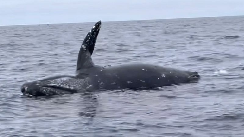 Eksplodujące zwłoki wieloryba przypadkiem zostały uchwycone na nagraniu. Makabryczny widok