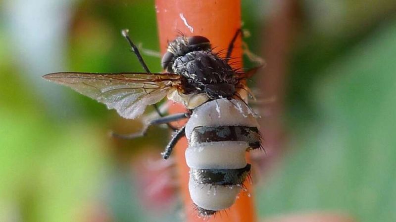 Podstępny grzyb, który nakłania owady do nieświadomej nekrofilii, by rozprzestrzeniać się dalej