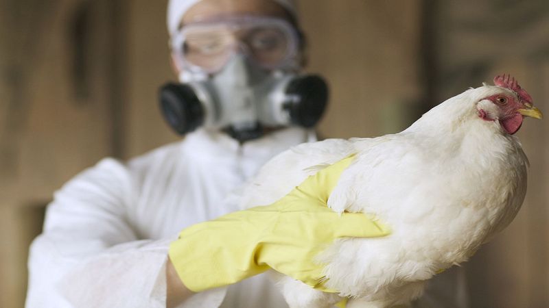 Ptasia grypa ponownie pojawiła się w Europie. W Polsce zgłoszono już setki ognisk