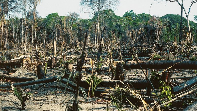 Wylesianie amazońskich lasów deszczowych w Brazylii osiągnęło najwyższy poziom od 15 lat