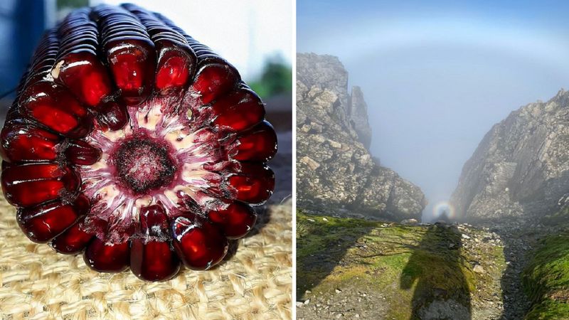 Fenomenalne twory, którymi zaskoczyła nas Matka Natura