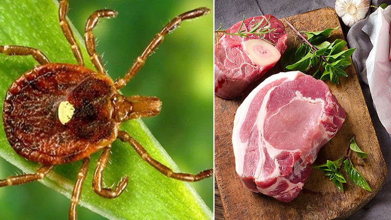 Zespół alfa-gal, czyli alergia na mięso, która może rozwinąć się po ukąszeniu kleszcza