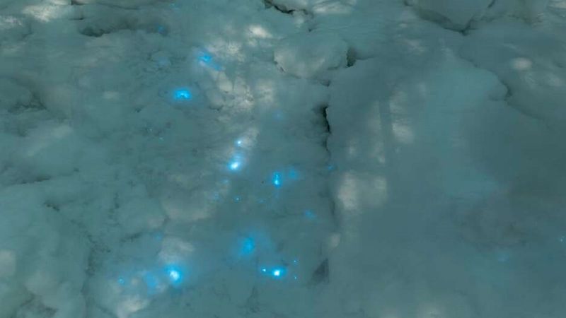 Naukowcy odkryli bioluminescencyjny śnieg w rosyjskiej części Arktyki