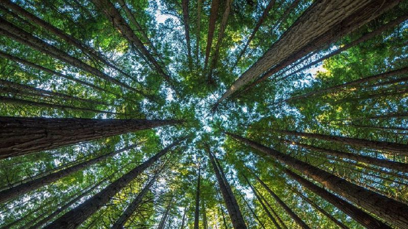 Ponad 9000 gatunków drzew wciąż czeka na odkrycie. Zebranie danych było nie lada wyzwaniem