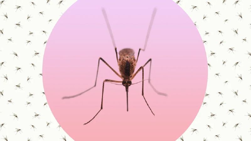 Jak komary wybierają swoje posiłki? Nowe badanie ujawnia odpowiedź