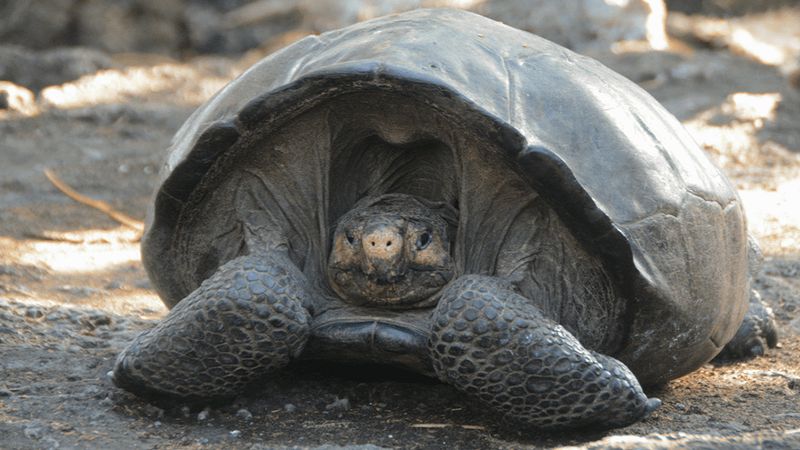 „Wymarły” gatunek żółwia z Galapagos znaleziony na odległej wulkanicznej wyspie