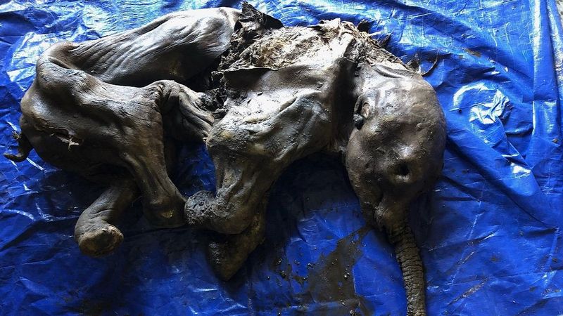 Doskonale zachowany młody mamut został znaleziony przez górników w Kanadzie