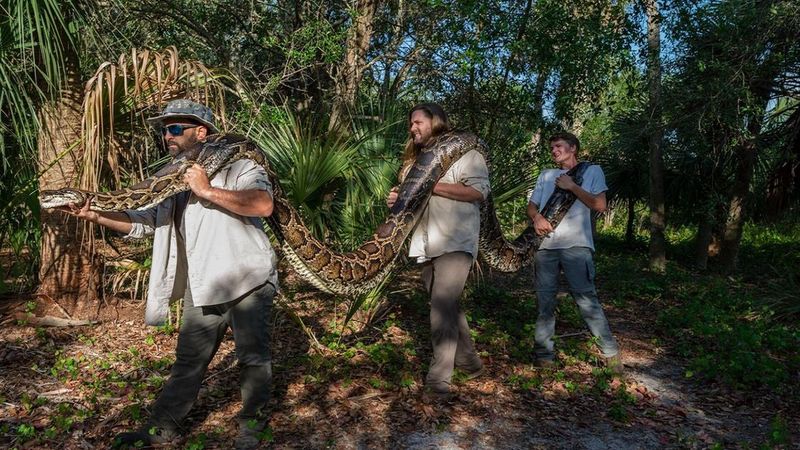 Gigantyczny pyton birmański został schwytany na Florydzie. Prawdziwy rekordzista