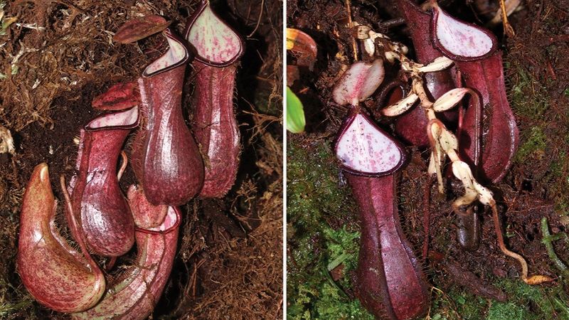 W Indonezji odkryto pierwszą mięsożerną roślinę, która ucztuje na owadach pod ziemią