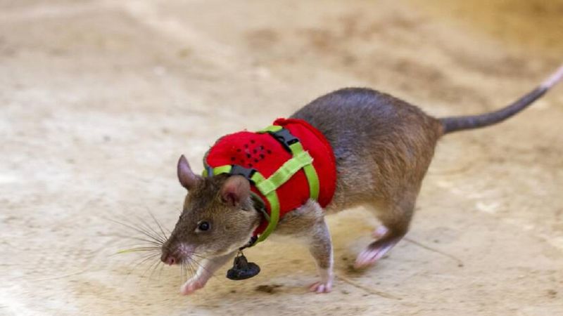 Szczury są szkolone do noszenia małych plecaków, by ratować ludzi po trzęsieniach ziemi