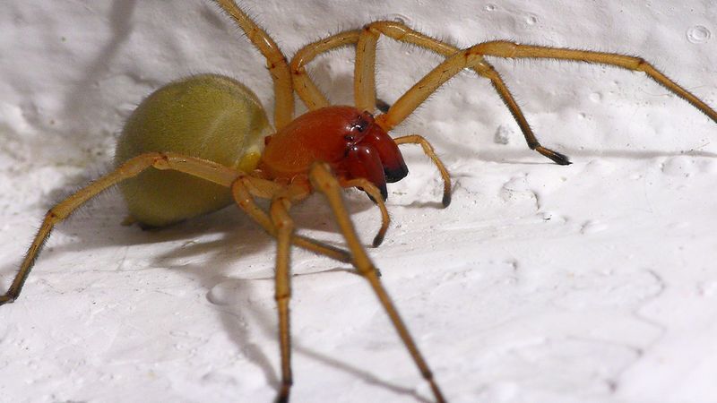 Kolczak zbrojny to najbardziej niebezpieczny pająk w Polsce. Jak objawia się ukąszenie?