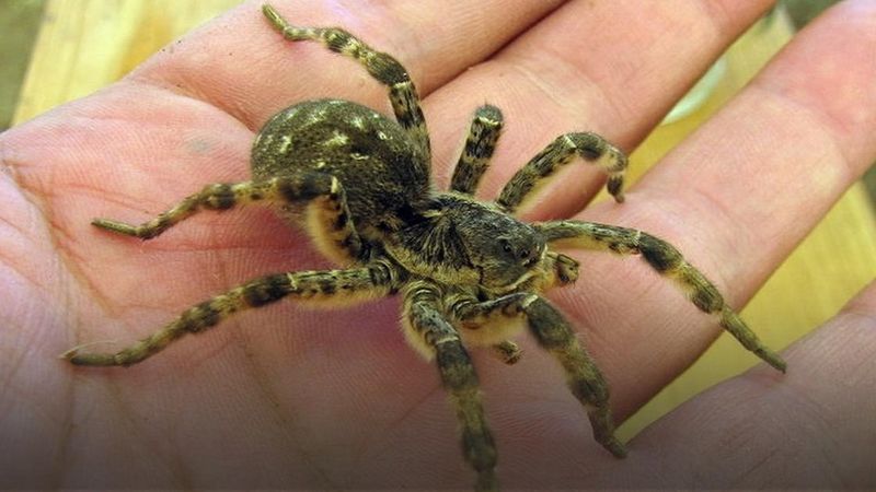 Tarantula ukraińska dotarła do Polski. Należy uważać na te jadowite pająki
