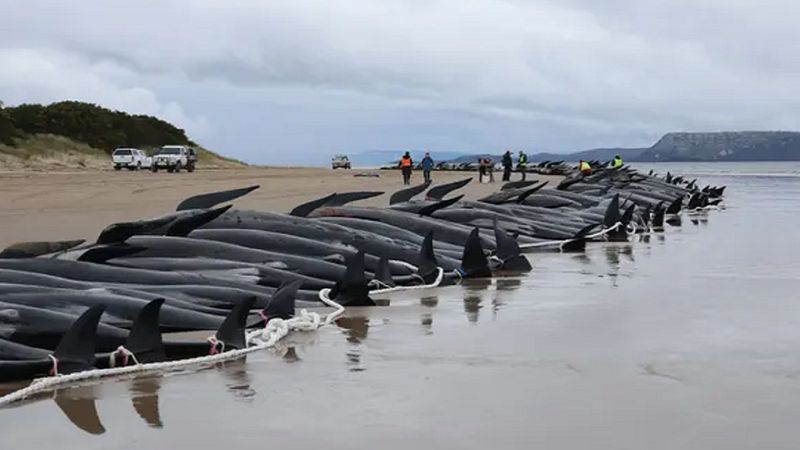 Ponad 200 waleni zginęło na plaży w Tasmanii. Dla natury może to być jednak prawdziwy cud