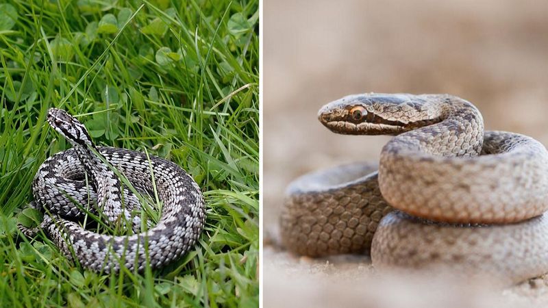 Gatunki węży, które można spotkać w Polsce. Czy któregoś z nich należy się obawiać?