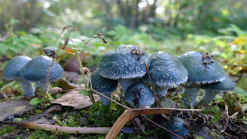 Bajkowe grzyby w polskich lasach. Niebieskie okazy są trudne do przeoczenia