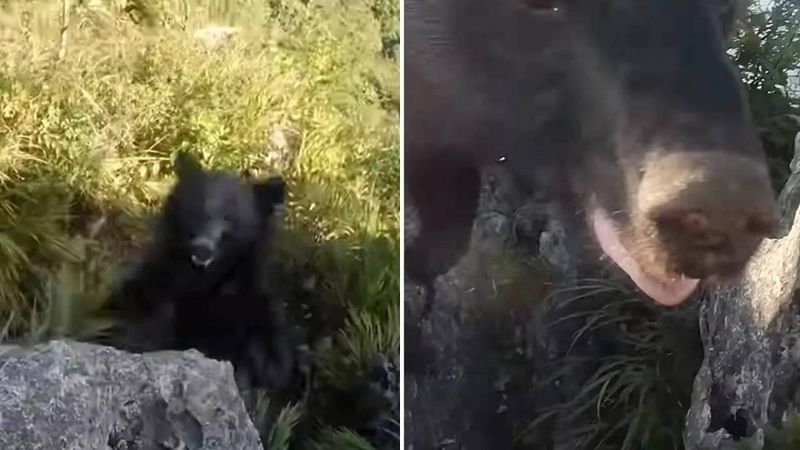 Na dramatycznym nagraniu uchwycono rozwścieczonego niedźwiedzia atakującego wspinacza