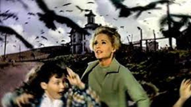Prawdziwa inwazja, która wpłynęła na powstanie dreszczowca „Ptaki” Alfreda Hitchcocka