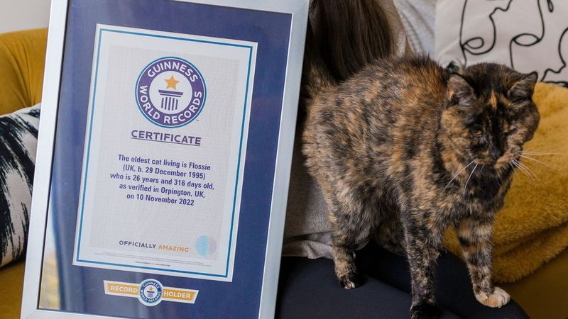 Poznaj Flossie, najstarszą kotkę na świecie. Jej wiek to odpowiednik 120 ludzkich lat