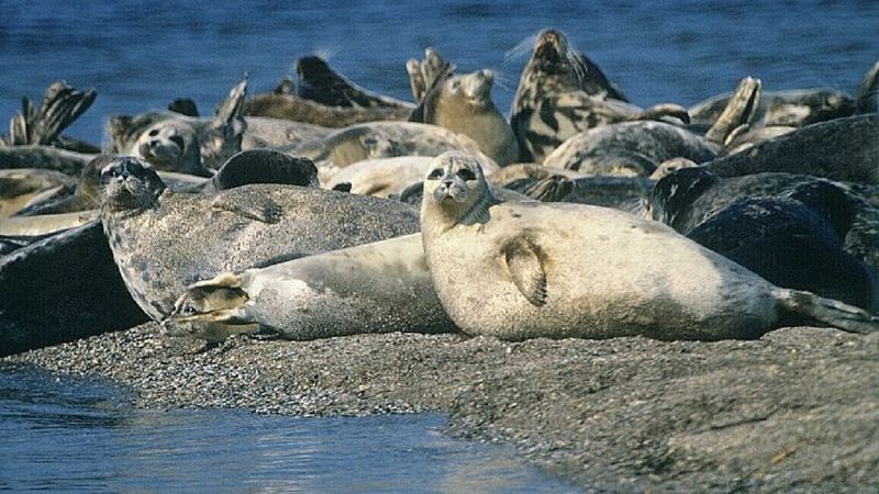 Morze Kaspijskie wyrzuciło na rosyjski brzeg tysiące martwych fok
