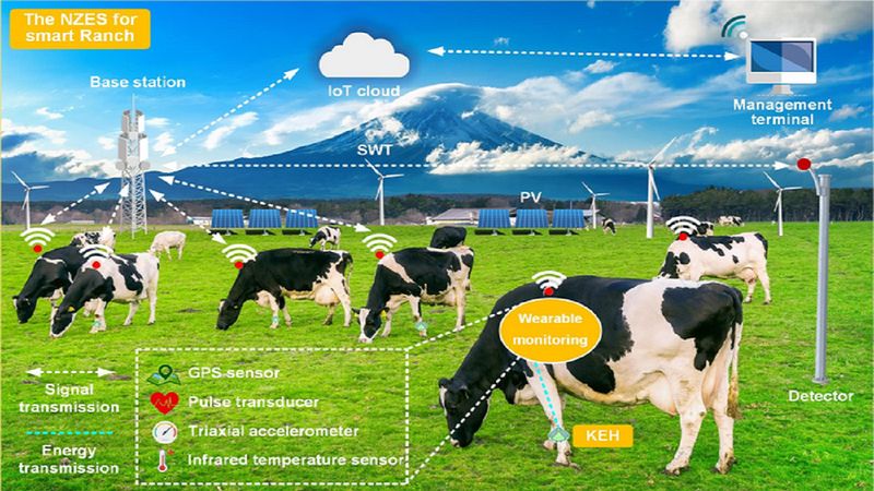 Krowy noszące smartwatche i inteligentne farmy to przyszłość, twierdzą naukowcy