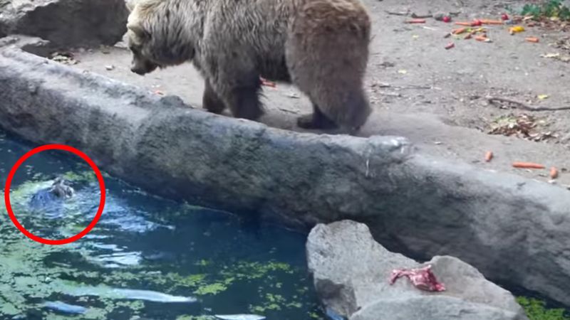 Ten niedźwiedź zauważył jak topi się kruk. To, co zrobił następnie jest niesamowite.