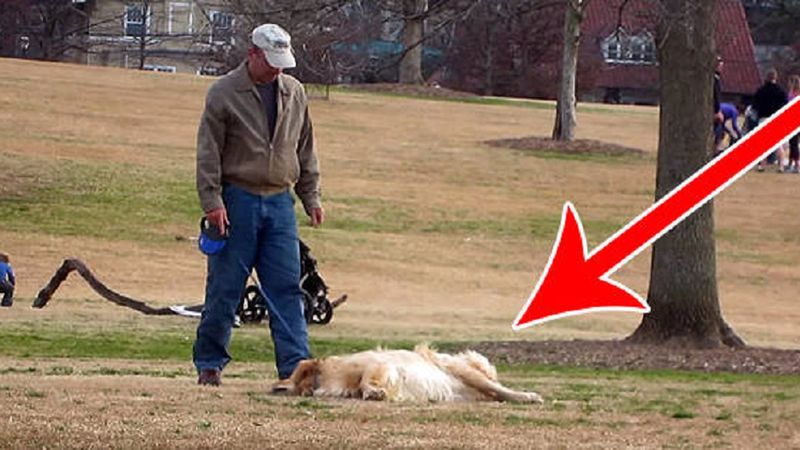 Ktoś nagrał tego psa w parku. W życiu nie widziałam tak upartego zwierzaka. Pękniesz ze śmiechu!