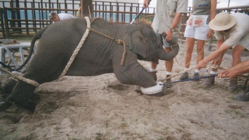 Tuż po urodzeniu słoń trafił do miejsca, w którym go bito i zmuszano do karkołomnych zadań
