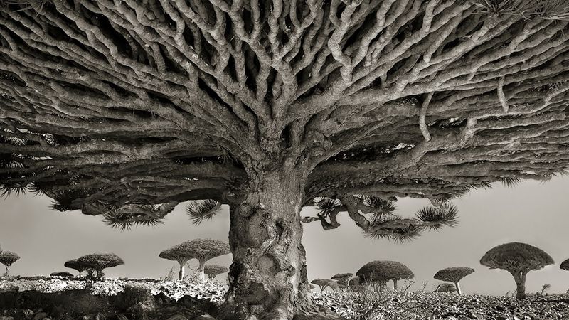 Podróżowała przez 14 lat, aby zobaczyć najstarsze drzewa świata. Uwieczniła je na zdjęciach!