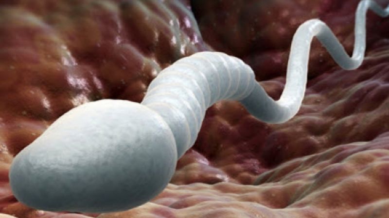 Szokujące odkrycie: naukowcy z Austrii dowiedli, że sperma jest zdrowa i spowalnia proces starzenia
