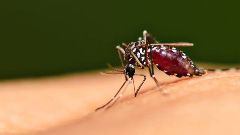 5 czynników które sprawiają, że jesteś doskonałym celem dla komarów!