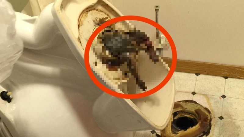 Umieścił w Internecie zdjęcie szczura, który zaklinował się w toalecie pokoju hotelowego