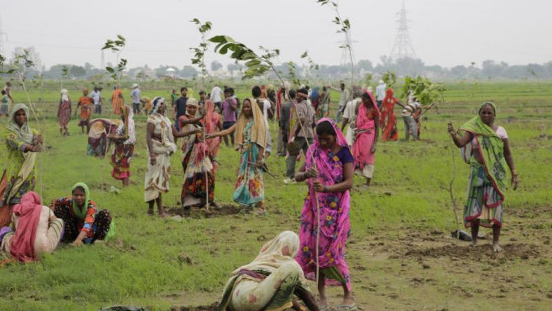 W Indiach posadzono 50 milionów drzew w 24h! Jak to możliwe?