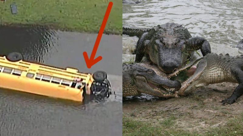Szkolny autobus pełen dzieci wpadł do jeziora przepełnionego aligatorami. Jeden z chłopców wykazał się niesamowitą odwagą