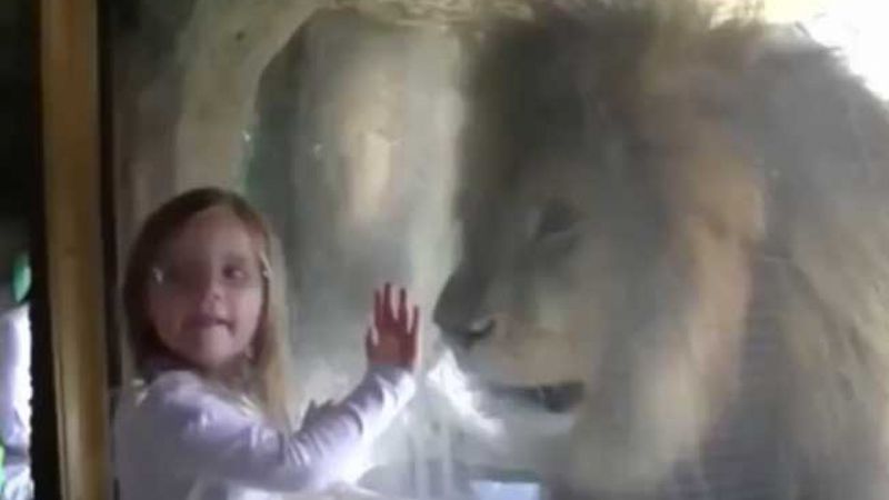 Dziewczynka podchodzi do szyby i przesyła lwu całusa. Zwierzak niespodziewanie wpada w furię