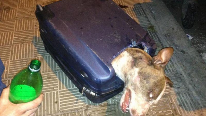 Pies był upchnięty w walizkę jak zwłoki. Okazało się jednak, że on nadal żył…