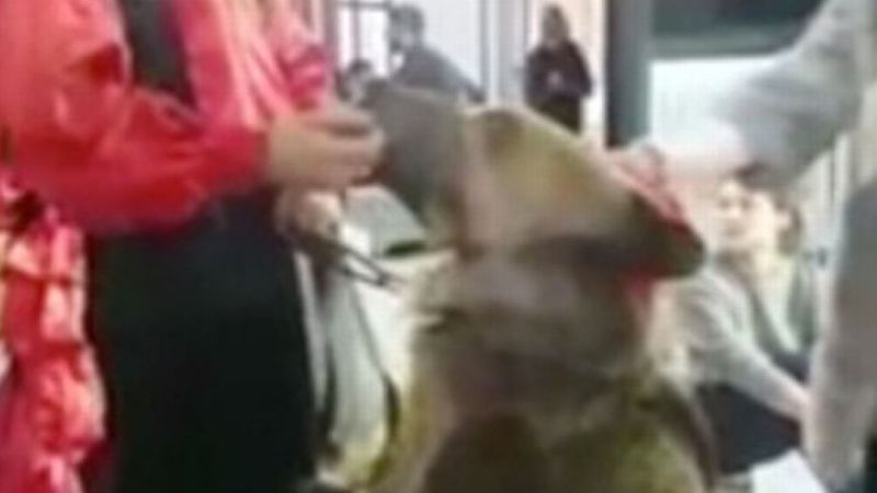 W czasie programu o niebezpiecznych zwierzętach niedźwiedź atakuje prezenterkę telewizyjną