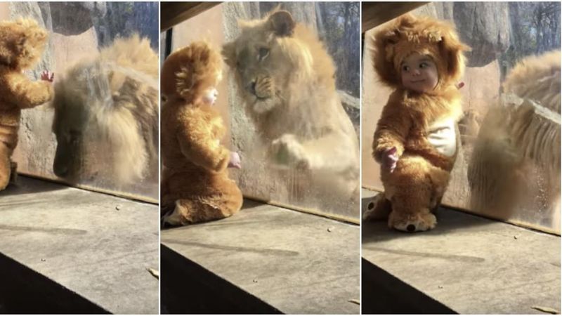 Chłopiec przebrany za lwiątko bawi się przy wybiegu dla lwów. Reakcja zwierzęcia jest niesamowita!