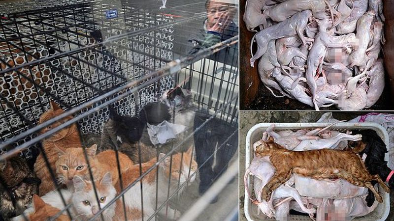 Zabijał i sprzedawał setki kotów chińskim restauracjom. Tam serwowano je jako mięso z królików