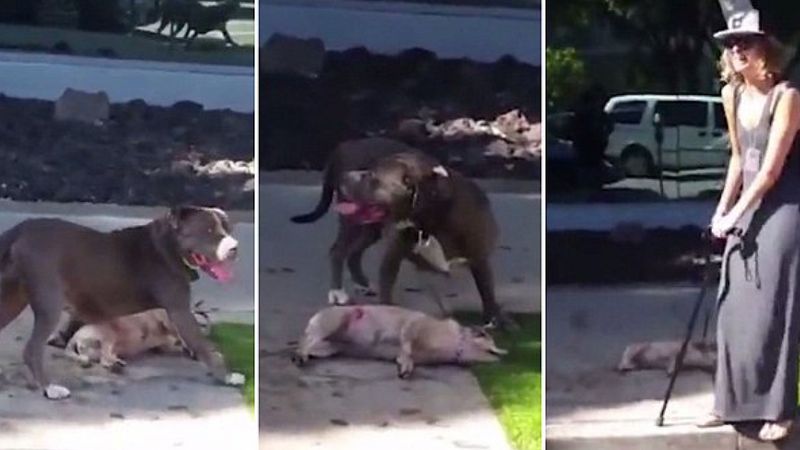 Pitbull zagryzł bezbronnego, małego psa na ulicy. Właścicielka stała obok i nie mogła mu pomóc