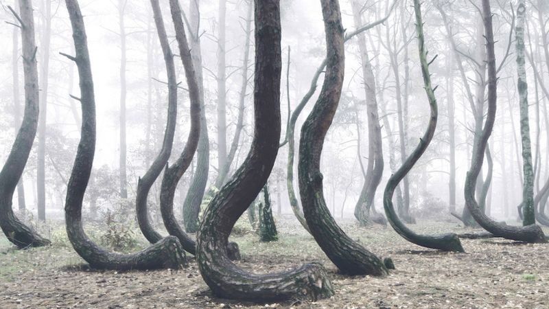 100 drzew w tym lesie zostało wygiętych w dziwny sposób ponad 80 lat temu. Powód jest nieznany…