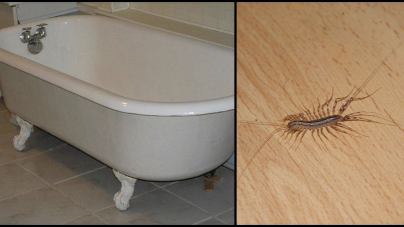 Ten niepozorny robak wychodzący z odpływu kanalizacyjnego, pomoże Ci się pozbyć wielu szkodników