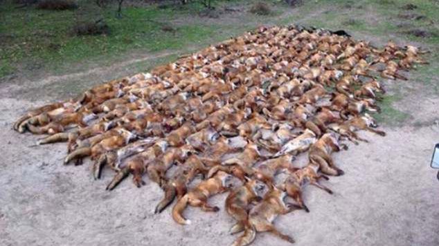 Znany aktor zabił 100 lisów i udostępnił zdjęcie w sieci. Twierdzi, że ktoś włamał się na jego konto