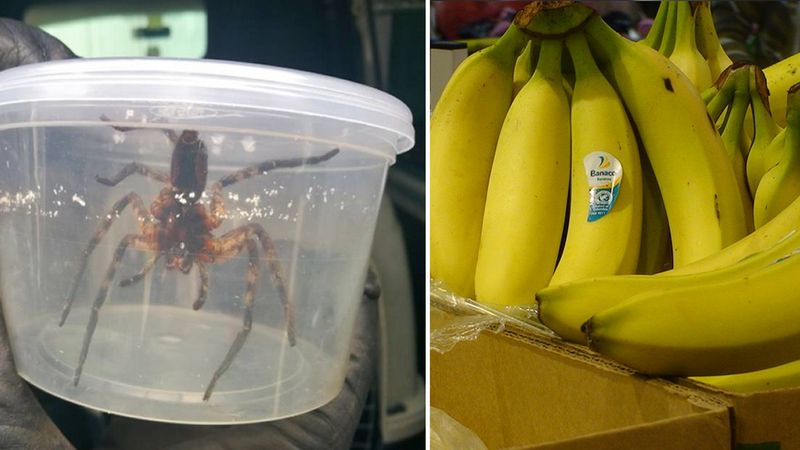 W kartonie z bananami znaleziono egzotycznego pająka. Okazało się, że to groźny i jadowity gatunek