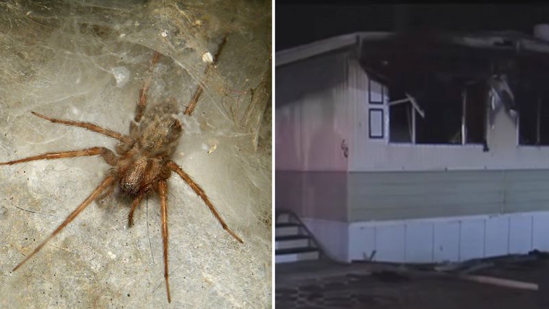 Chciał pozbyć się z domu pająka. Rozniecił ogień, który po chwili zajął większą część domu