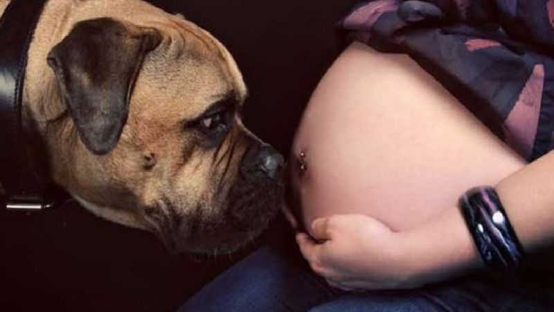 20 zdjęć psów, które w słodki sposób oczekują narodzin nowego członka rodziny