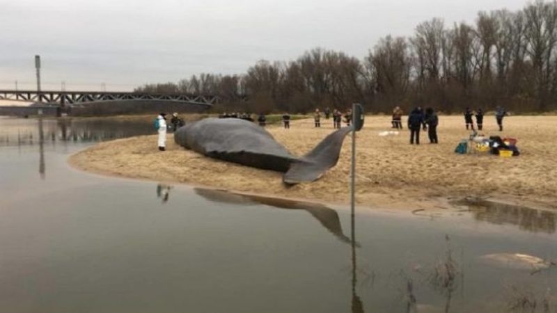 Niecodzienny widok w Warszawie. Na brzegu Wisły pojawił się 15-metrowy wieloryb!
