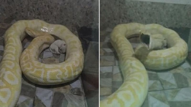 Pracownicy zoo wrzucili 2 szczeniaki do klatki z wężami. Działo się to na oczach zwiedzających
