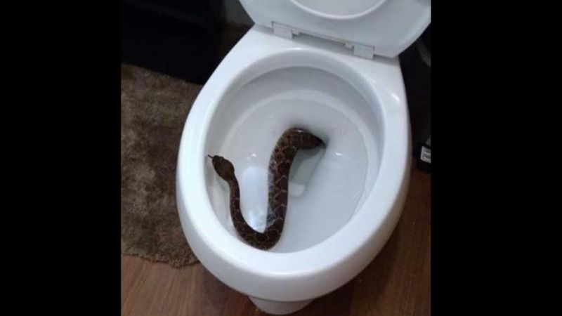 Zauważył, że z toalety wyślizguje się wąż. To był dopiero początek koszmaru